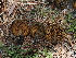  ( - FDS-CA-04771)  @11 [ ] by (2024) Justin Paulin Fungal Diversity Survey