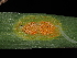  (Pucciniaceae - FDS-CA-04772)  @11 [ ] by (2024) Justin Paulin Fungal Diversity Survey