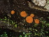  (Scutellinia sp. CA08 - FDS-CA-00295)  @11 [ ] by-nc (2024) Dean Lyons Fungal Diversity Survey