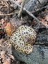 (Cerioporus sp. squamosus-CA01 - FDS-CA-05412)  @11 [ ] by-nc (2024) Unspecified Fungal Diversity Survey
