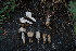  ( - FDS-CA-05489)  @11 [ ] by-nc (2024) Unspecified Fungal Diversity Survey