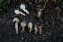  ( - FDS-CA-05489)  @11 [ ] by-nc (2024) Unspecified Fungal Diversity Survey