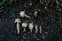  ( - FDS-CA-05489)  @11 [ ] by-nc (2024) Unspecified Fungal Diversity Survey