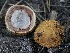  ( - FDS-CA-05393)  @11 [ ] by-nc (2024) Unspecified Fungal Diversity Survey