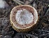 ( - FDS-CA-05393)  @11 [ ] by-nc (2024) Unspecified Fungal Diversity Survey