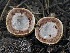  ( - FDS-CA-05393)  @11 [ ] by-nc (2024) Unspecified Fungal Diversity Survey