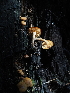 ( - FDS-CA-05918)  @11 [ ] by-nc (2024) Fresno Mycology Society Fungal Diversity Survey