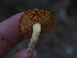  ( - FDS-CA-05918)  @11 [ ] by-nc (2024) Fresno Mycology Society Fungal Diversity Survey