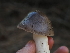  ( - FDS-CA-05920)  @11 [ ] by-nc (2024) Fresno Mycology Society Fungal Diversity Survey