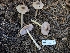  ( - FDS-CA-05234)  @11 [ ] c (2024) Andrew Claassen Fungal Diversity Survey