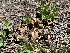  ( - FDS-CA-04800)  @11 [ ] by-nc (2024) Dean Lyons Fungal Diversity Survey