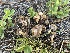  ( - FDS-CA-04800)  @11 [ ] by-nc (2024) Dean Lyons Fungal Diversity Survey