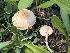  (Lepiota sp. CA07 - FDS-CA-00290)  @11 [ ] by-nc (2024) Dean Lyons Fungal Diversity Survey