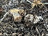  ( - FDS-CA-00292)  @11 [ ] by-nc (2024) Dean Lyons Fungal Diversity Survey