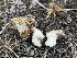  ( - FDS-CA-00292)  @11 [ ] by-nc (2024) Dean Lyons Fungal Diversity Survey