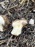  ( - FDS-CA-00292)  @11 [ ] by-nc (2024) Dean Lyons Fungal Diversity Survey