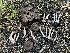  ( - FDS-CA-00289)  @11 [ ] by-nc (2024) Dean Lyons Fungal Diversity Survey