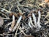  ( - FDS-CA-00289)  @11 [ ] by-nc (2024) Dean Lyons Fungal Diversity Survey