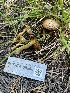  ( - FDS-CA-00258)  @11 [ ] by-nc (2024) Dean Lyons Fungal Diversity Survey