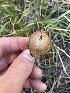  ( - FDS-CA-00258)  @11 [ ] by-nc (2024) Dean Lyons Fungal Diversity Survey