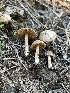  ( - FDS-CA-00256)  @11 [ ] by-nc (2024) Dean Lyons Fungal Diversity Survey