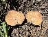  (Gautieria sp. CA04 - FDS-CA-00260)  @11 [ ] by-nc (2024) Dean Lyons Fungal Diversity Survey