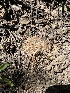  ( - FDS-CA-00260)  @11 [ ] by-nc (2024) Dean Lyons Fungal Diversity Survey