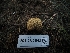  ( - FDS-CA-05922)  @11 [ ] by-nc (2024) Fresno Mycology Society Fungal Diversity Survey