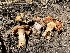 ( - FDS-CA-00267)  @11 [ ] by-nc (2024) Dean Lyons Fungal Diversity Survey