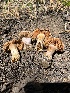  ( - FDS-CA-00267)  @11 [ ] by-nc (2024) Dean Lyons Fungal Diversity Survey