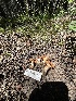  ( - FDS-CA-00267)  @11 [ ] by-nc (2024) Dean Lyons Fungal Diversity Survey