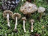  (Inocybe sp. PNW70 - FDS-CA-05048)  @11 [ ] by-nc (2024) Taye Bright Fungal Diversity Survey