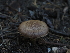  ( - FDS-CA-05926)  @11 [ ] by-nc (2024) Fresno Mycology Society Fungal Diversity Survey