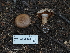  ( - FDS-CA-05926)  @11 [ ] by-nc (2024) Fresno Mycology Society Fungal Diversity Survey