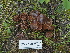 ( - FDS-CA-05927)  @11 [ ] by-nc (2024) Fresno Mycology Society Fungal Diversity Survey