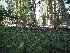  ( - FDS-CA-05927)  @11 [ ] by-nc (2024) Fresno Mycology Society Fungal Diversity Survey