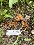  ( - FDS-CA-00297)  @11 [ ] by-nc (2024) Dean Lyons Fungal Diversity Survey