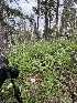  ( - FDS-CA-00297)  @11 [ ] by-nc (2024) Dean Lyons Fungal Diversity Survey