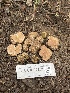  ( - FDS-CA-00253)  @11 [ ] by-nc (2024) Dean Lyons Fungal Diversity Survey