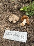  ( - FDS-CA-00252)  @11 [ ] by-nc (2024) Dean Lyons Fungal Diversity Survey