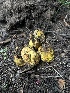  ( - FDS-CA-04824)  @11 [ ] by-nc (2024) Dean Lyons Fungal Diversity Survey