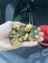  ( - FDS-CA-04824)  @11 [ ] by-nc (2024) Dean Lyons Fungal Diversity Survey