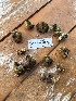 ( - FDS-CA-04824)  @11 [ ] by-nc (2024) Dean Lyons Fungal Diversity Survey