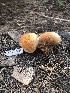  ( - FDS-CA-04784)  @11 [ ] by (2024) Justin Paulin Fungal Diversity Survey