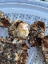  ( - FDS-CA-00263)  @11 [ ] by-nc (2024) Dean Lyons Fungal Diversity Survey