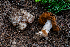  ( - FDS-CA-00252)  @11 [ ] by-nc (2024) Dean Lyons Fungal Diversity Survey