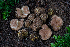  (Gautieria sp. PNW01 - FDS-CA-00253)  @11 [ ] by-nc (2024) Dean Lyons Fungal Diversity Survey