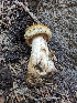  ( - FDS-CA-03893)  @11 [ ] by-nc (2024) Stu Pickell Fungal Diversity Survey