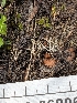  ( - FDS-CA-06806)  @11 [ ] by-nc (2024) Stu Pickell Fungal Diversity Survey