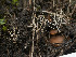  ( - FDS-CA-06806)  @11 [ ] by-nc (2024) Stu Pickell Fungal Diversity Survey